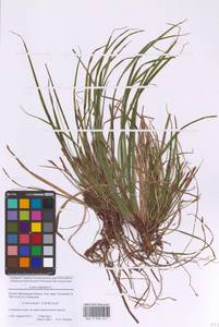 Carex digitata L., Eastern Europe, Moscow region (E4a) (Russia)