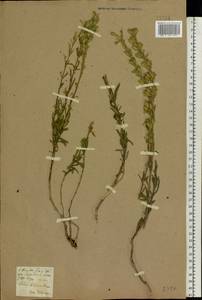 Silene tatarica (L.) Pers., Eastern Europe, North Ukrainian region (E11) (Ukraine)