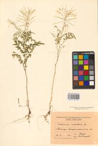 Cardamine impatiens L., Eastern Europe, Moldova (E13a) (Moldova)