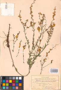 MHA 0 159 239, Linaria genistifolia (L.) Mill., Eastern Europe, South Ukrainian region (E12) (Ukraine)