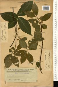 Euonymus leiophloeus Stev., Caucasus, Azerbaijan (K6) (Azerbaijan)