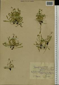 Taraxacum leucanthum (Ledeb.) Ledeb., Siberia, Altai & Sayany Mountains (S2) (Russia)