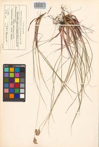 Anthoxanthum monticola (Bigelow) Veldkamp, Siberia, Russian Far East (S6) (Russia)