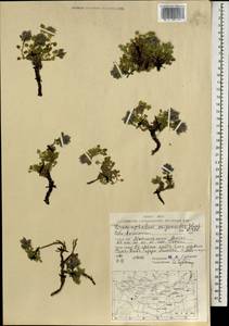 Dracocephalum origanoides Steph. ex Willd., Mongolia (MONG) (Mongolia)