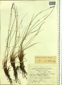 Carex cespitosa var. minuta (Franch.) Kük., Siberia, Chukotka & Kamchatka (S7) (Russia)