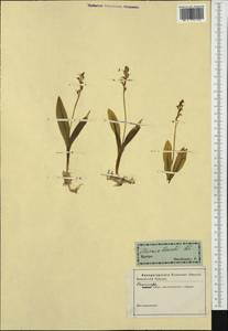 Liparis loeselii (L.) Rich., Western Europe (EUR) (Not classified)
