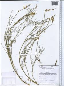 Astragalus katunicus Pjak, Siberia, Altai & Sayany Mountains (S2) (Russia)