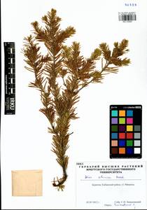 Abies sibirica Ledeb., Siberia, Baikal & Transbaikal region (S4) (Russia)