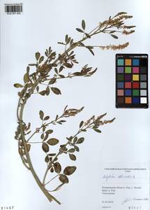 KUZ 001 022, Melilotus officinalis (L.)Pall., Siberia, Altai & Sayany Mountains (S2) (Russia)