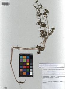 KUZ 000 160, Geranium sibiricum L., Siberia, Altai & Sayany Mountains (S2) (Russia)