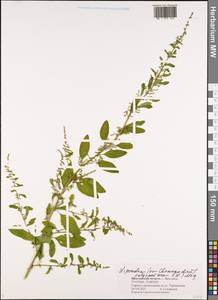 Lipandra polysperma (L.) S. Fuentes, Uotila & Borsch, Eastern Europe, Central forest region (E5) (Russia)
