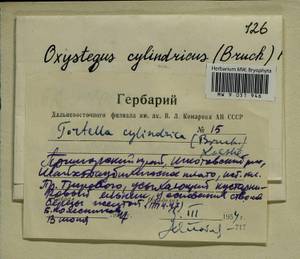 Chionoloma tenuirostre (Hook. & Taylor) M. Alonso, M.J. Cano & J.A. Jiménez, Bryophytes, Bryophytes - Russian Far East (excl. Chukotka & Kamchatka) (B20) (Russia)