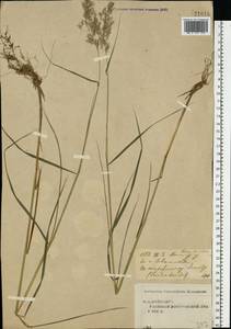 Calamagrostis canescens (Weber) Roth, Eastern Europe, Central forest region (E5) (Russia)