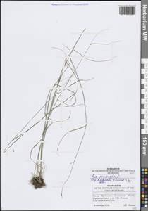 Poa nemoralis L., Eastern Europe, Middle Volga region (E8) (Russia)