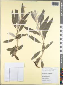 Elaeagnus angustifolia, Caucasus, Krasnodar Krai & Adygea (K1a) (Russia)