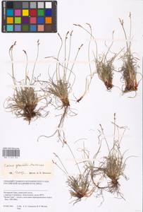 Carex glacialis Mack., Siberia, Western Siberia (S1) (Russia)