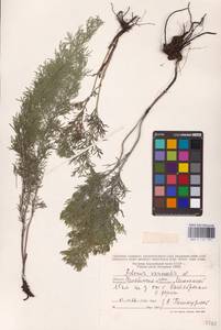 Adonis vernalis L., Eastern Europe, Eastern region (E10) (Russia)