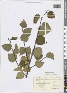 Betula pubescens var. litwinowii (Doluch.) Ashburner & McAll., Caucasus, North Ossetia, Ingushetia & Chechnya (K1c) (Russia)