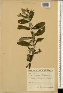 Mentha longifolia (L.) Huds., Caucasus, Stavropol Krai, Karachay-Cherkessia & Kabardino-Balkaria (K1b) (Russia)