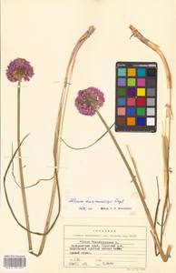 Allium maximowiczii Regel, Siberia, Russian Far East (S6) (Russia)