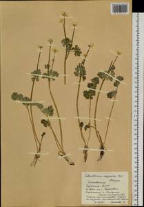 Callianthemum isopyroides (DC.) Witasek, Siberia, Baikal & Transbaikal region (S4) (Russia)