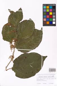 Reynoutria × bohemica Chrtek & Chrtková, Eastern Europe, Moscow region (E4a) (Russia)