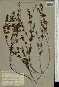 Dorycnium pentaphyllum subsp. herbaceum (Vill.)Rouy, Crimea (KRYM) (Russia)
