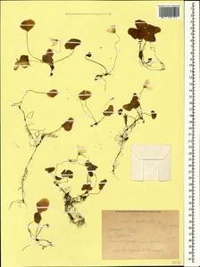 Oxalis acetosella L., Caucasus, Krasnodar Krai & Adygea (K1a) (Russia)