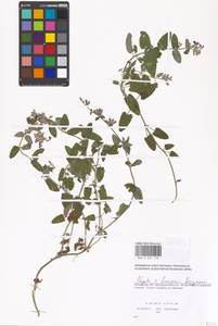 Nepeta faassenii Bergmans ex Stearn, Eastern Europe, Moscow region (E4a) (Russia)