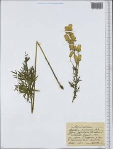 Aconitum anthora subsp. anthora, Eastern Europe, Moscow region (E4a) (Russia)