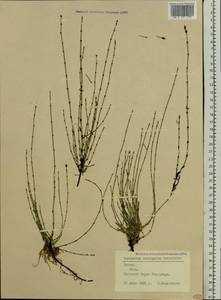 Equisetum variegatum Schleich., Eastern Europe, Latvia (E2b) (Latvia)