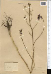 Delphinium albomarginatum Simonova, Middle Asia, Western Tian Shan & Karatau (M3)