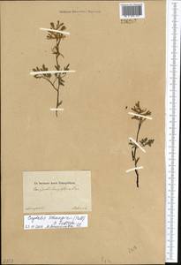Corydalis schanginii (Pall.) B. Fedtsch., Middle Asia, Muyunkumy, Balkhash & Betpak-Dala (M9) (Kazakhstan)