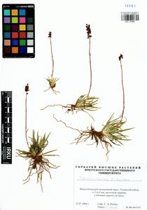 Tofieldia coccinea Richardson, Siberia, Western Siberia (S1) (Russia)