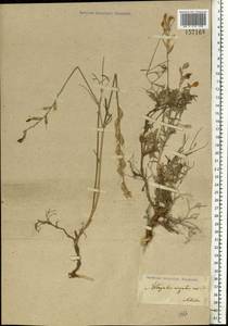 Astragalus varius S.G.Gmel., Eastern Europe, Lower Volga region (E9) (Russia)