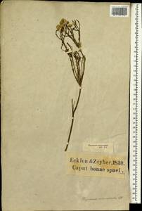 Chrysocoma ciliata L., Africa (AFR) (South Africa)