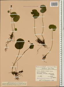 Dolichorrhiza correvoniana (Albov) Galushko, Caucasus, North Ossetia, Ingushetia & Chechnya (K1c) (Russia)