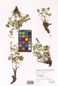 Potentilla argentea L., Eastern Europe, Central region (E4) (Russia)