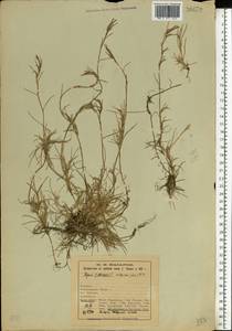 Puccinellia phryganodes (Trin.) Scribn. & Merr., Eastern Europe, Northern region (E1) (Russia)