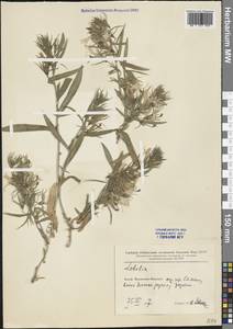 Lobelia, South Asia, South Asia (Asia outside ex-Soviet states and Mongolia) (ASIA) (China)