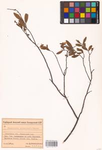 Chamaedaphne calyculata (L.) Moench, Eastern Europe, Belarus (E3a) (Belarus)