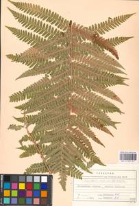 Dryopteris filix-mas (L.) Schott, Eastern Europe, Moscow region (E4a) (Russia)