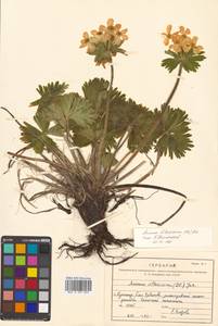 Anemonastrum narcissiflorum subsp. crinitum (Juz.) Raus, Siberia, Russian Far East (S6) (Russia)