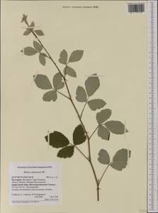 Rubus canescens DC., Western Europe (EUR) (Bulgaria)