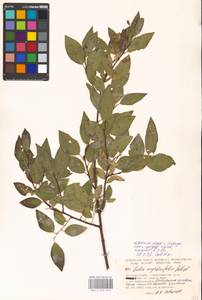 Salix myrsinifolia Salisb., Eastern Europe, Moscow region (E4a) (Russia)