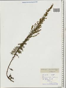 Artemisia chamaemelifolia Vill., Caucasus, Stavropol Krai, Karachay-Cherkessia & Kabardino-Balkaria (K1b) (Russia)