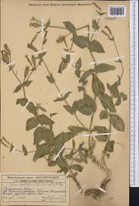Silene ovalifolia (Regel & Schmalh.) Melzheimer, Middle Asia, Western Tian Shan & Karatau (M3) (Kazakhstan)