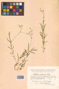 Stellaria palustris (Murray ex Ehrh.) Hoffm., Siberia, Russian Far East (S6) (Russia)