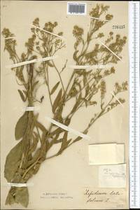 Lepidium latifolium L., Middle Asia, Northern & Central Kazakhstan (M10) (Kazakhstan)