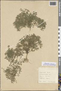 Scleranthus annuus L., Siberia, Baikal & Transbaikal region (S4) (Russia)